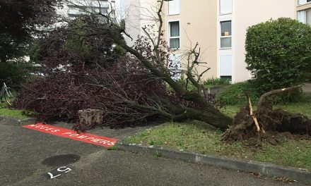 Chute d&rsquo;Arbre dans notre Résidence