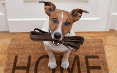 Est-ce que je peux laisser uriner ou déféquer mon chien dans les espaces verts de la résidence ?