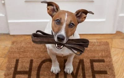 Est-ce que je peux laisser uriner ou déféquer mon chien dans les espaces verts de la résidence ?