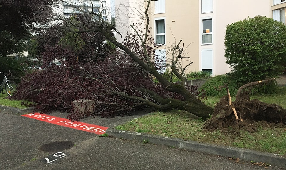 Chute d&rsquo;Arbre dans notre Résidence